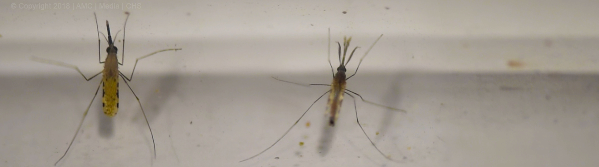 Entomological Surveillance Banner